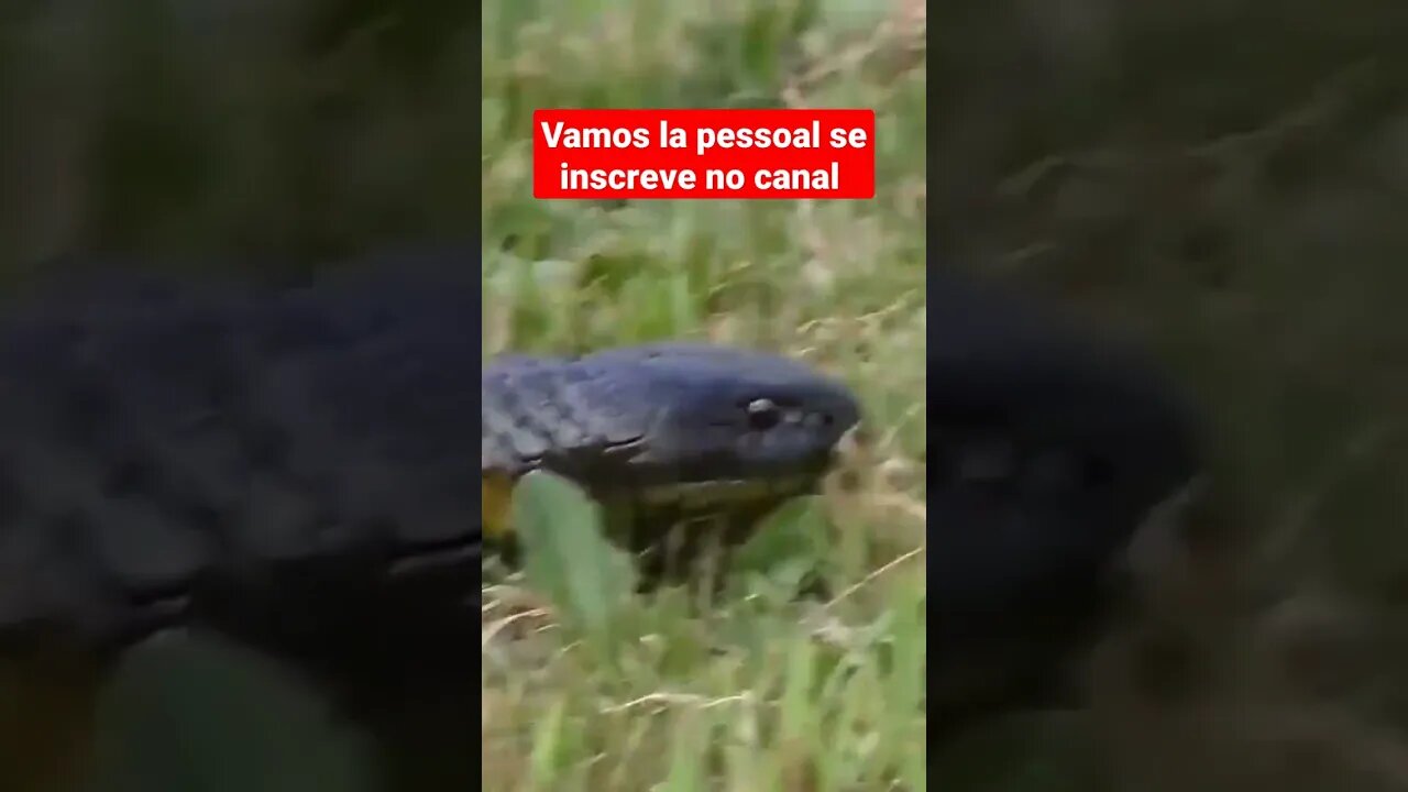 serpente mais venenosa #shorts #nature