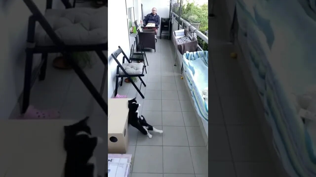 Chest Control cat football