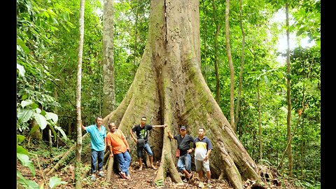 The world's tallest tropical tree weighs more than a jetliner.