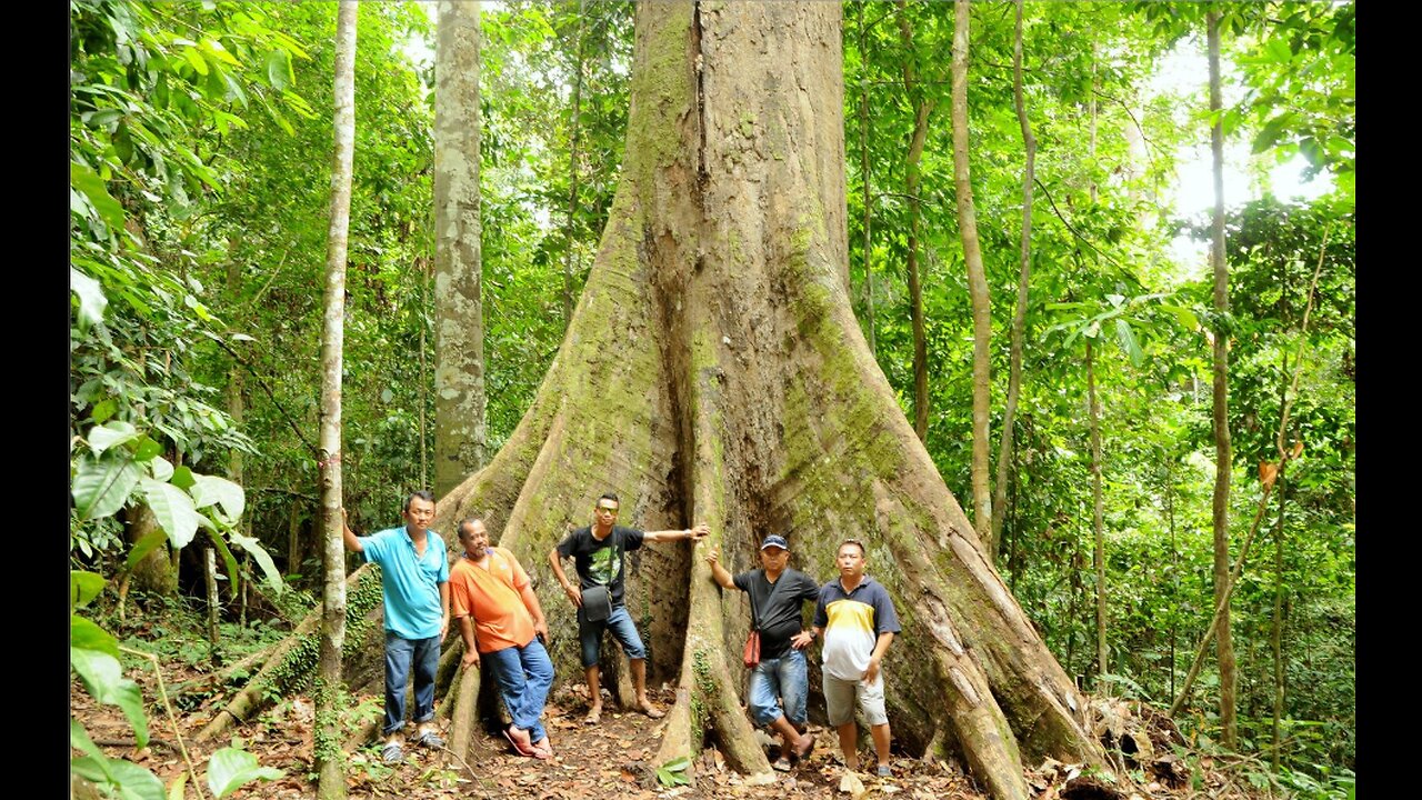 The world's tallest tropical tree weighs more than a jetliner.