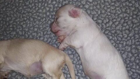 E Litter - October 2(4)