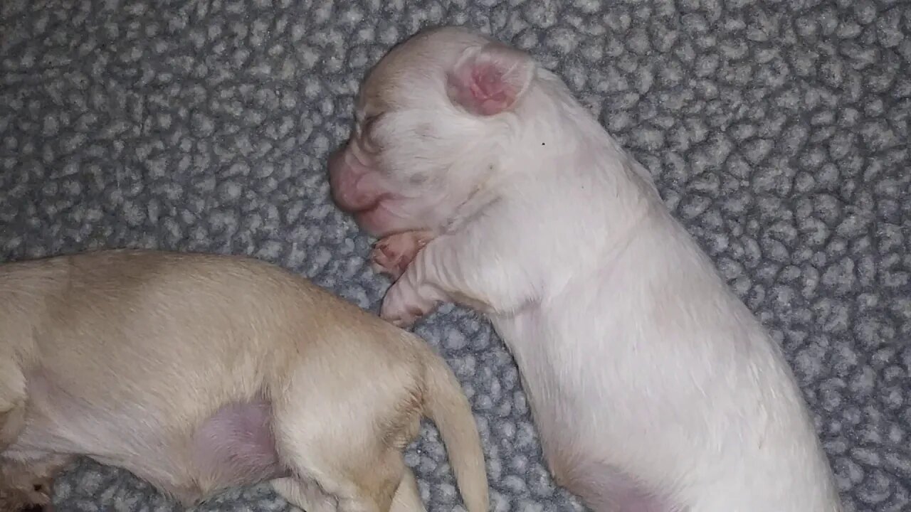 E Litter - October 2(4)