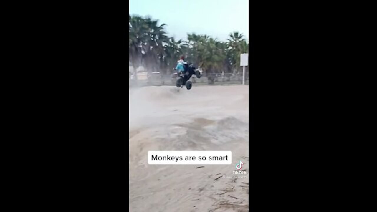 Monkey are so smart