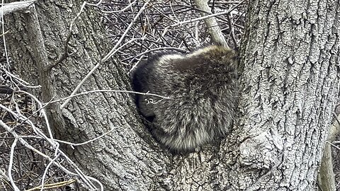 Raccoon tucking in for a nap