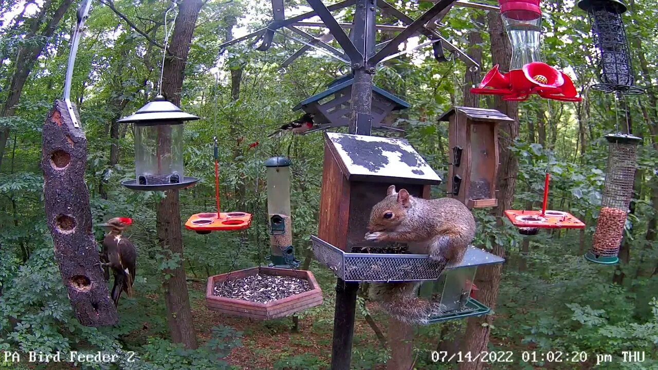 Brown-winged pileated visit at PA Bird Feeder 2 7/14/2022