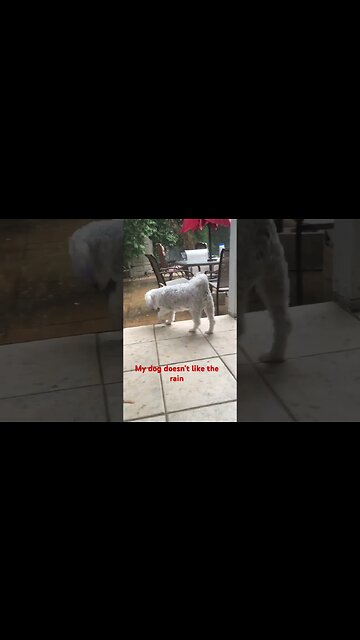 My Dog’s ‘Rainy-day ‘Paws-saster’: Bathroom Break Delayed !—#shorts #rain #dog