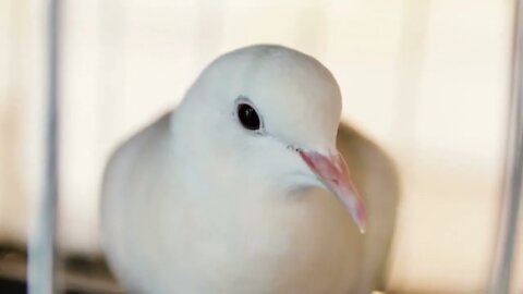 Face of white pigeon bird in home