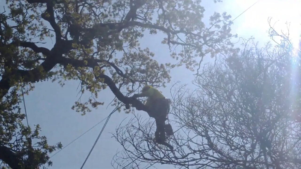 🔴 High Risk Tree Work!
