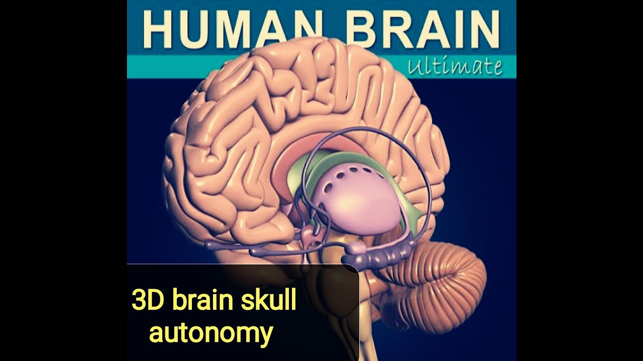 3D model of skull and brain | model of brain skull | skill of brain