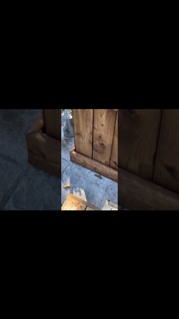 Dragon Flies are the Most Efficient Predator Animal