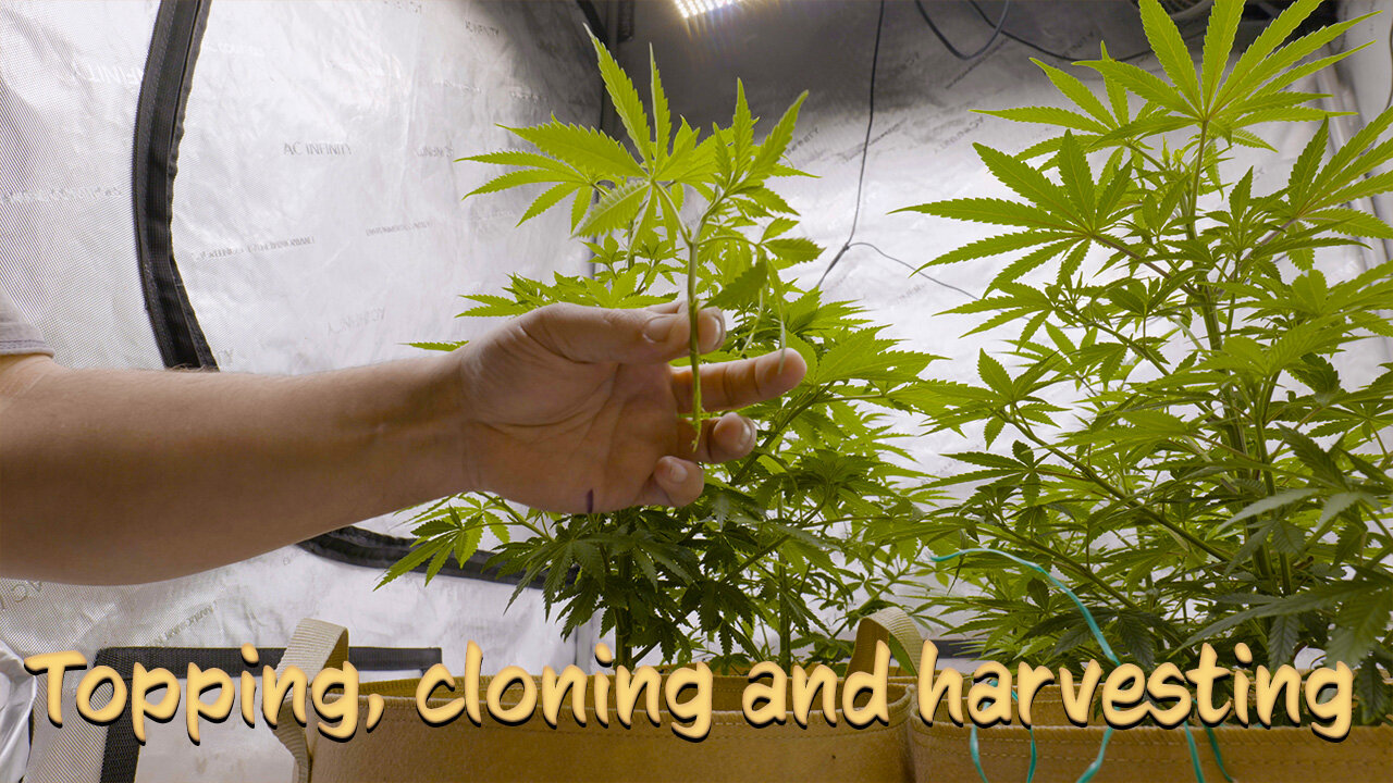 Topping, cloning and harvesting