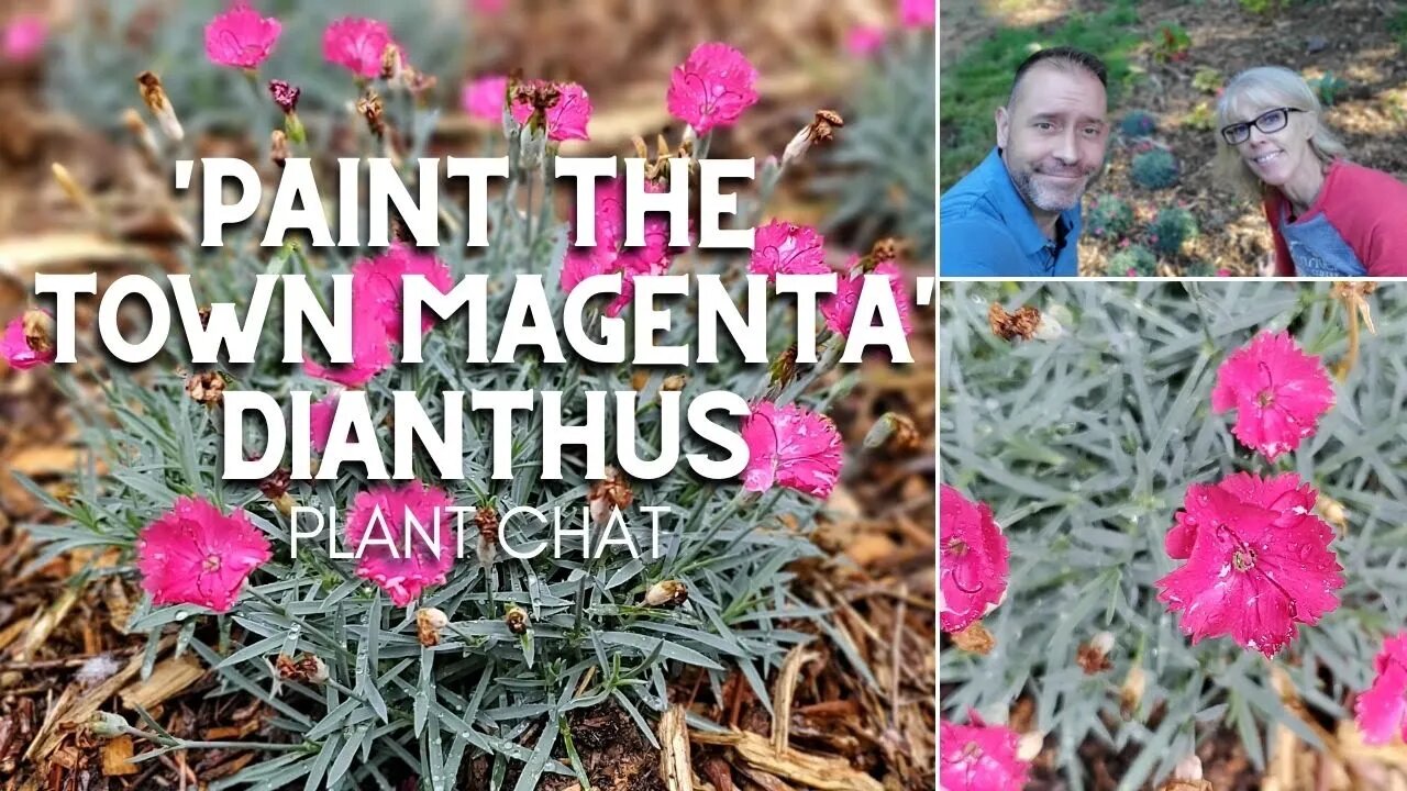 🎨 'Paint the Town Magenta' Dianthus Plant Chat 🎨