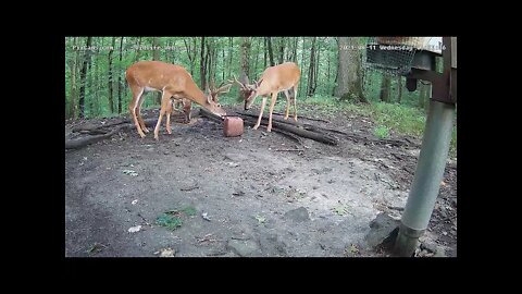 Group of six bucks!