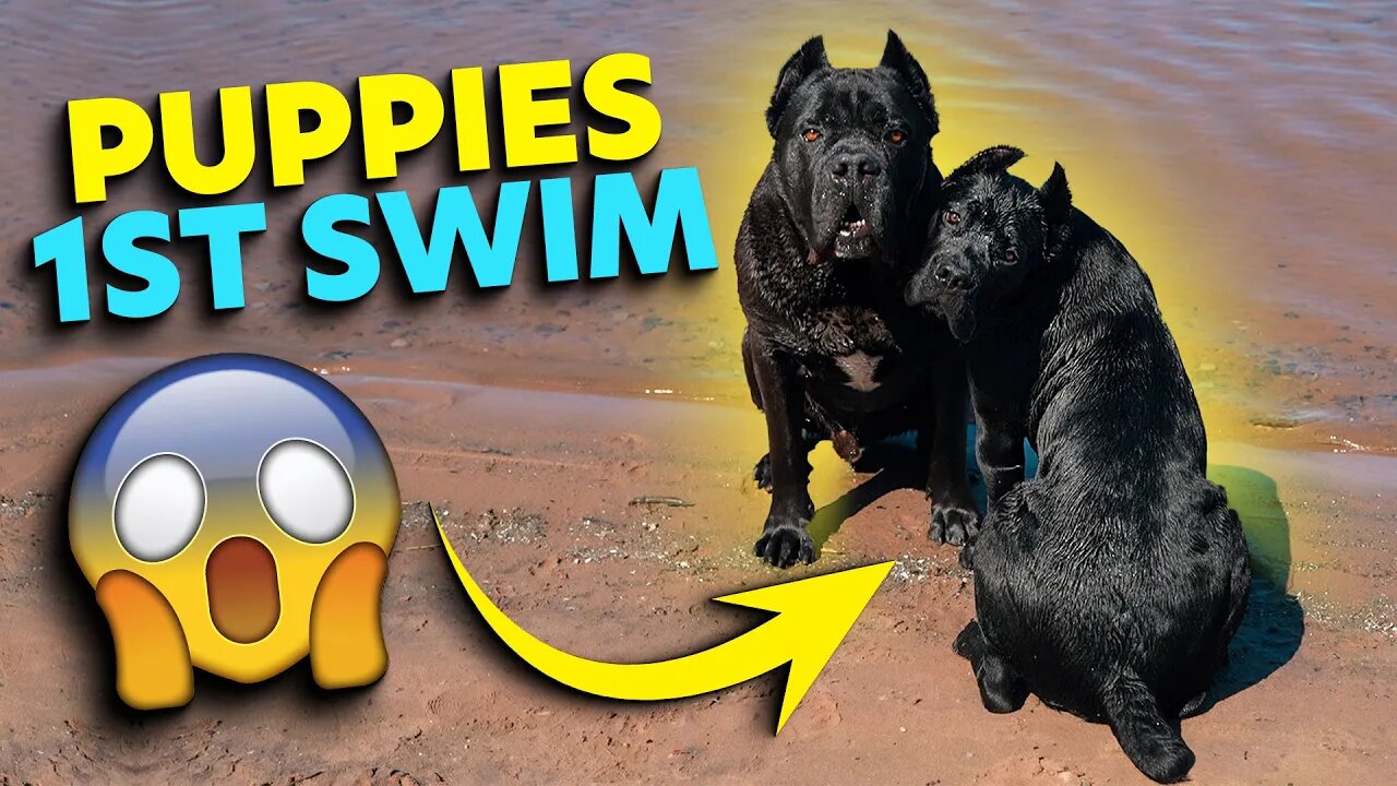 Puppy SWIMS For FIRST Time! Cane Corso Puppy Goes Swimming