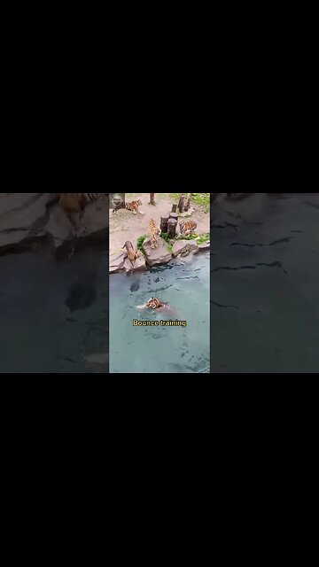 Exploring the Wonders of Wildlife: #shorts