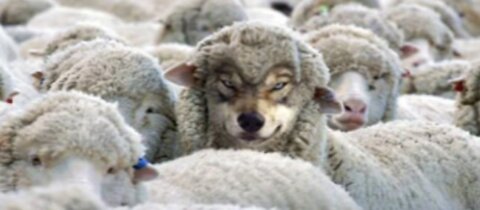 WARNING: Wolves In Sheep's Clothing / Copycats