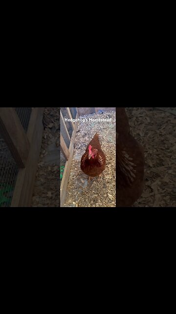 ￼ After a chicken laid ￼ her first time