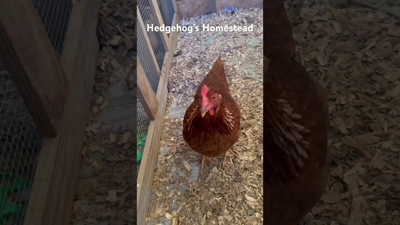 ￼ After a chicken laid ￼ her first time
