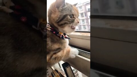 cute cat videos 😹 funny videos 😂 613 😻