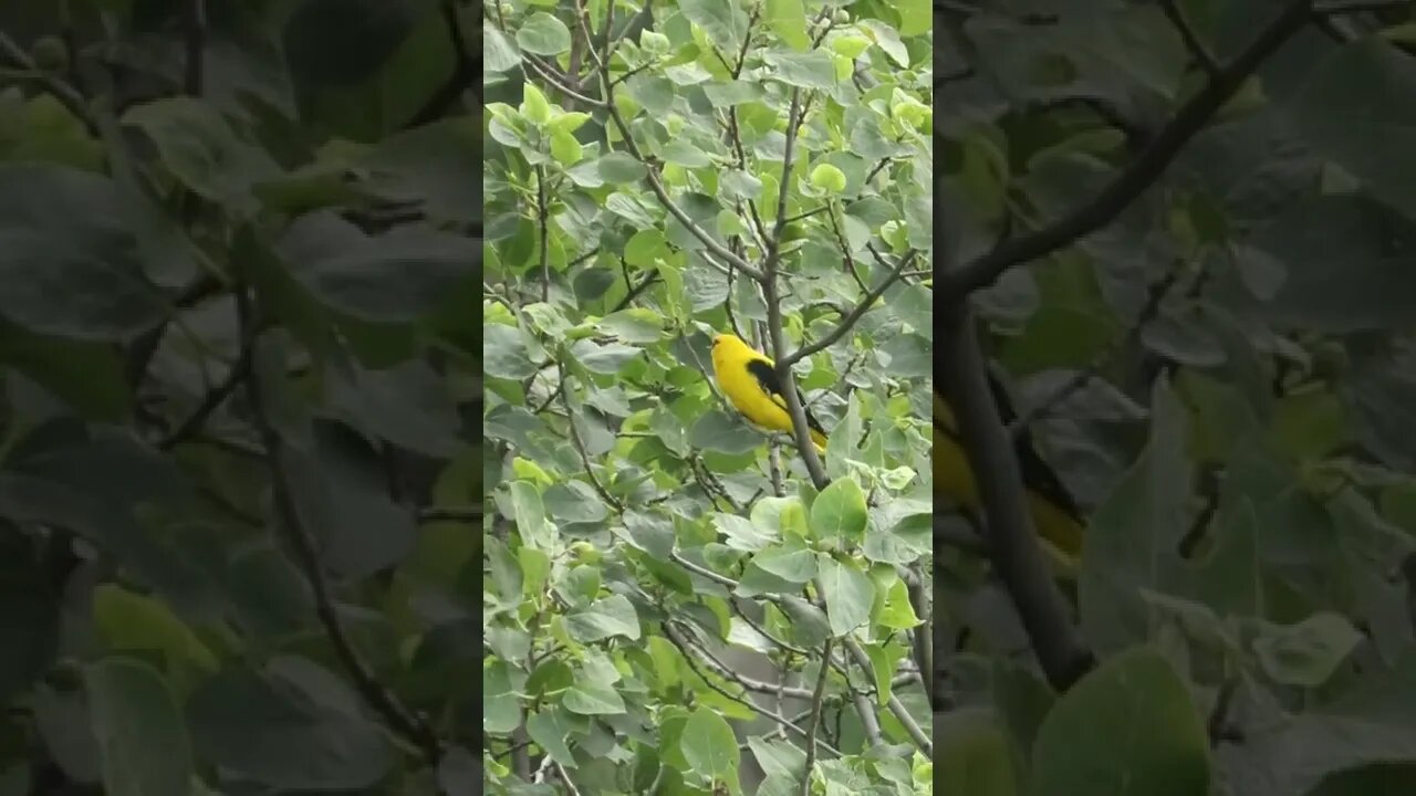 Most Beautiful bird #orioles #wildlife #birds #golden #youtubeshorts