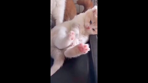 #cute_cat