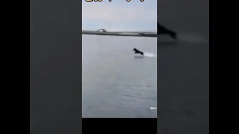 Unbelievable dog running on water