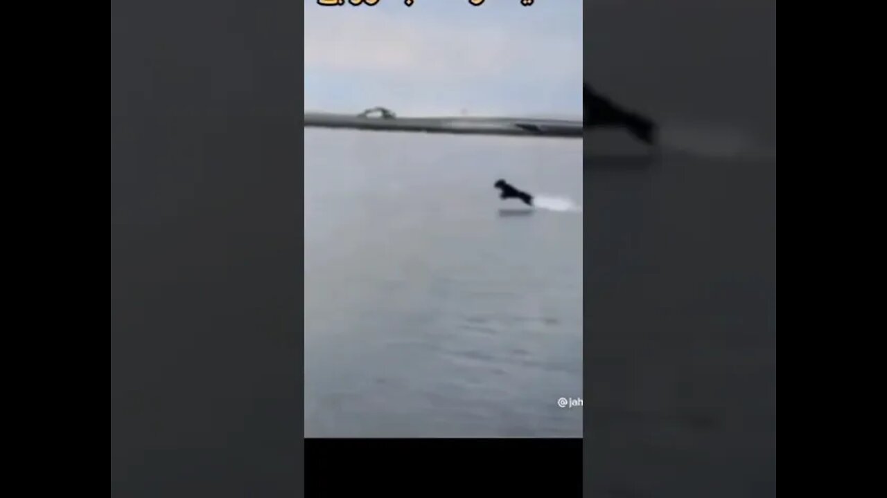 Unbelievable dog running on water