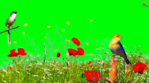 green screen