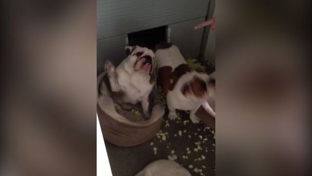 Busted Bulldog Confesses Guilt By Raising His Paw