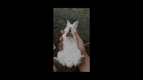 Cute rabbit cry