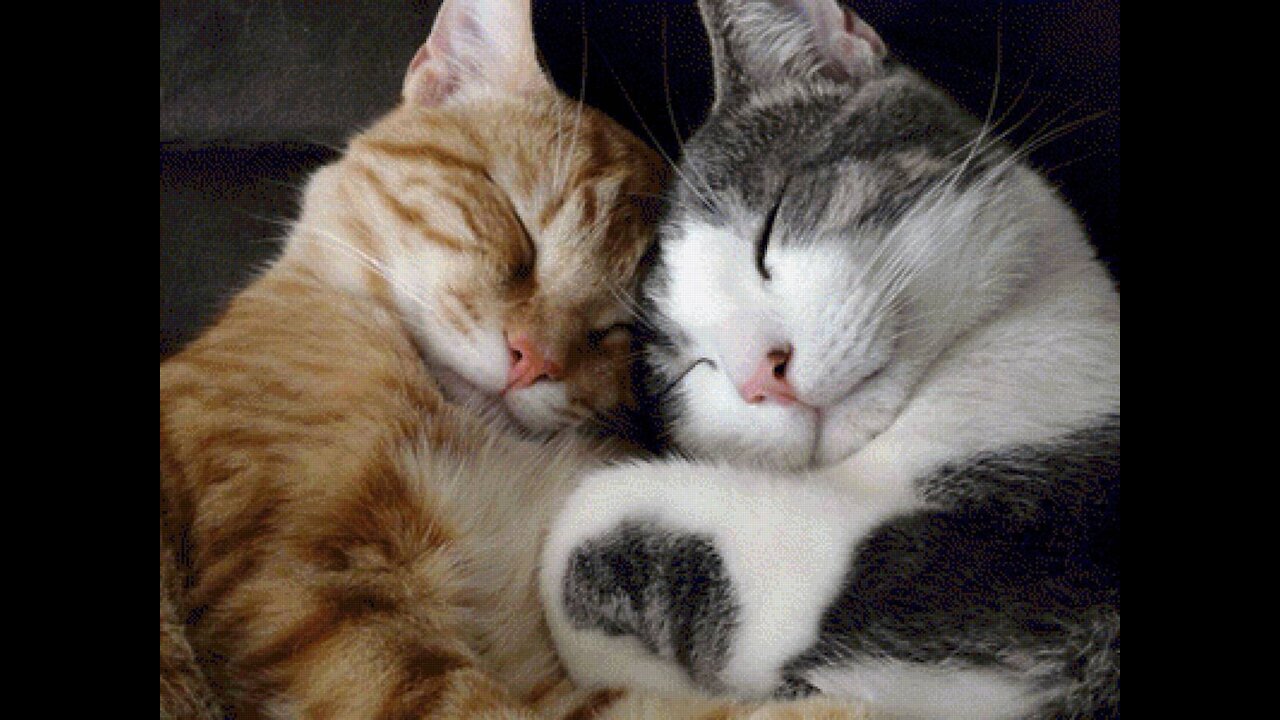 cats comedy