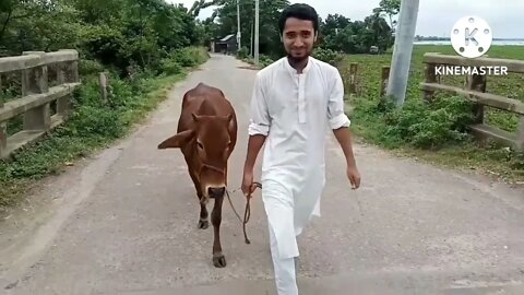 beautiful cow