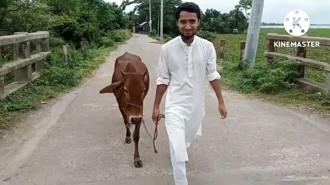 beautiful cow