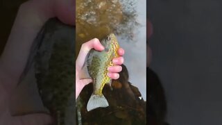 Pumpkinseed Sunfish release