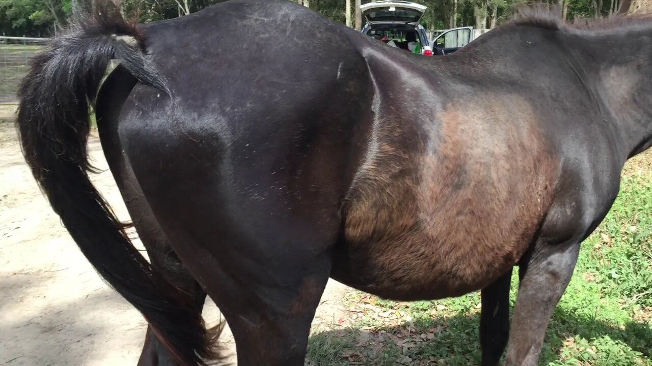 Penny goes on walk about - interesting to watch the herd's reaction - HOW TO LOSE A HORSE