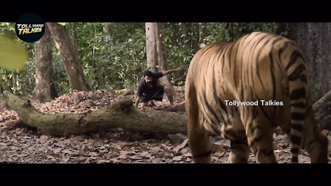Tiger Fight