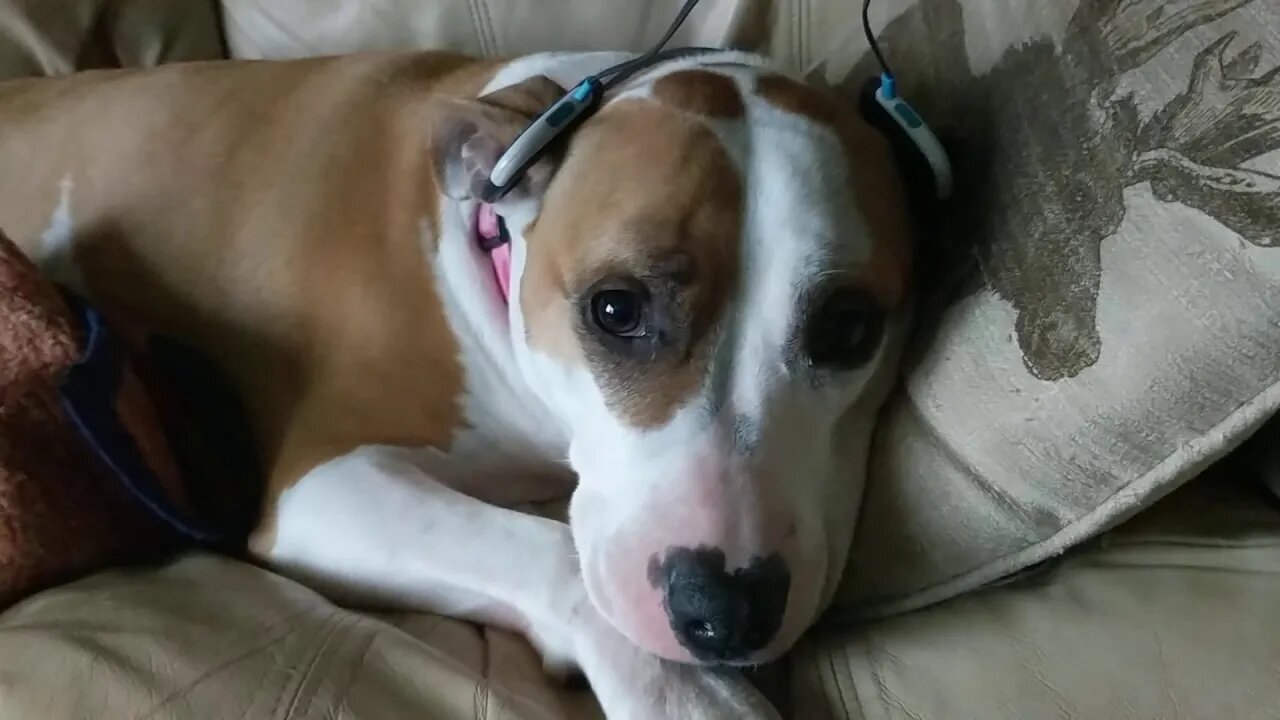 Lilly (a.k.a. Boxcar Willy) Listening to the Official Soundtrack for the game Tooth and Tail