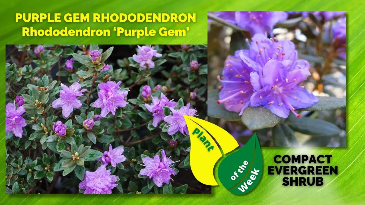 PURPLE GEM RHODODENDRON | Rhododendron ‘Purple Gem’