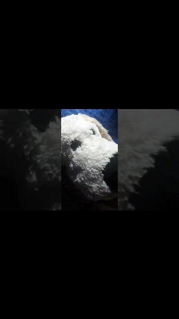 Mr Chubbel Wubbels Show!!! #shorts