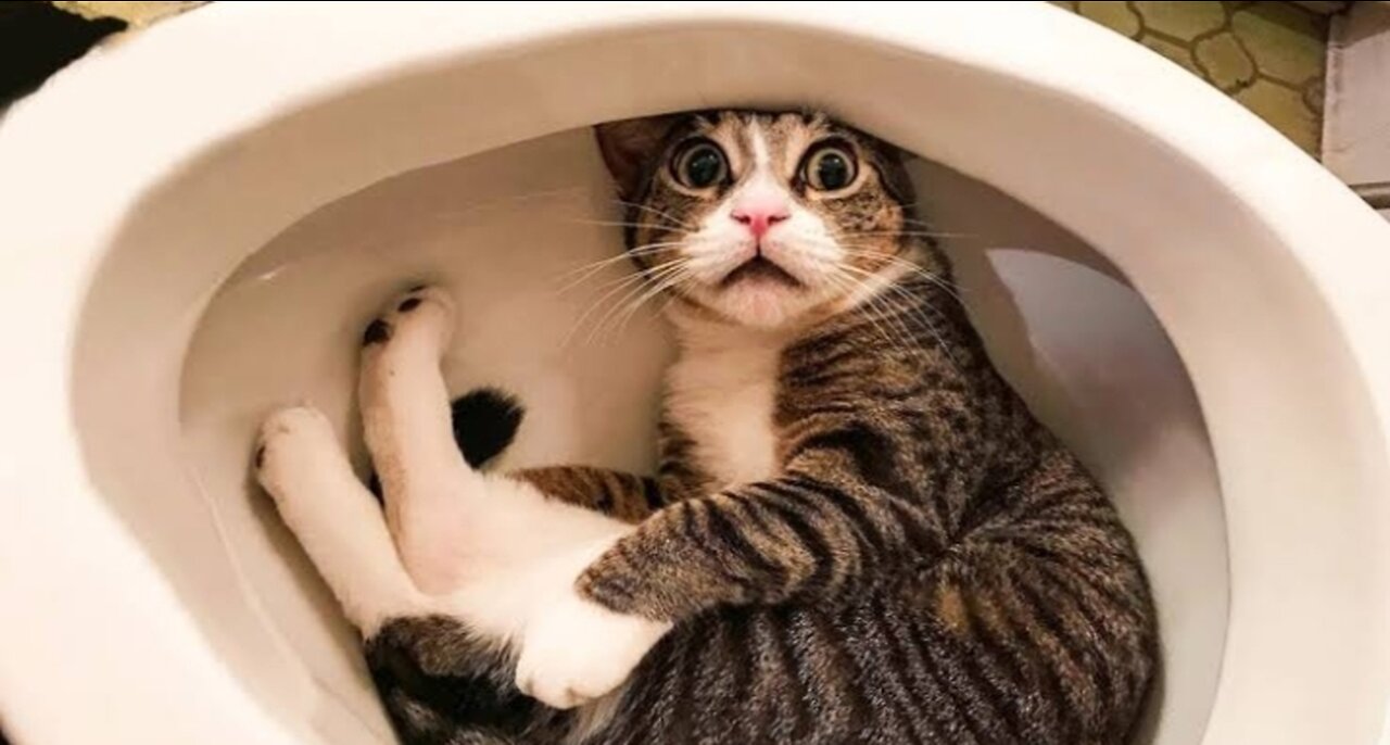 Cute Animals Video