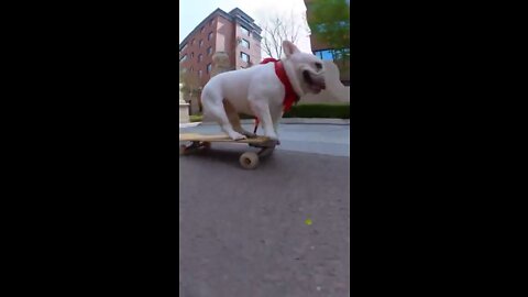 Skatedog 11