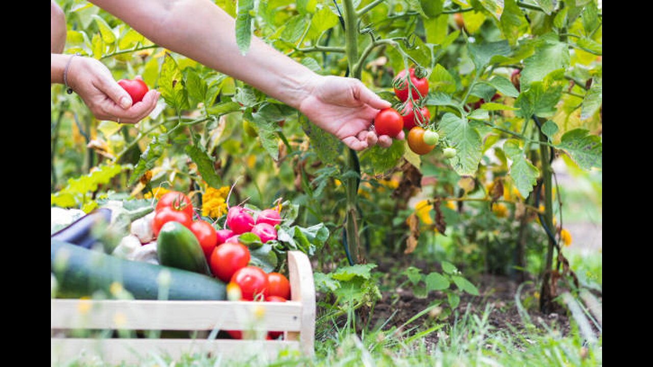 Eid Gift | plant Vegetables on your Dera and Get Health