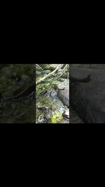 LoFi ASMR | Nature Sounds | Water