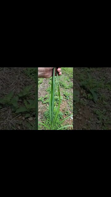 Miscanthus and Big Bluestem Screen - 1 month in #shorts