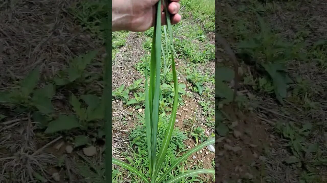 Miscanthus and Big Bluestem Screen - 1 month in #shorts