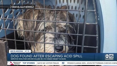 Dog found after escaping acid spill