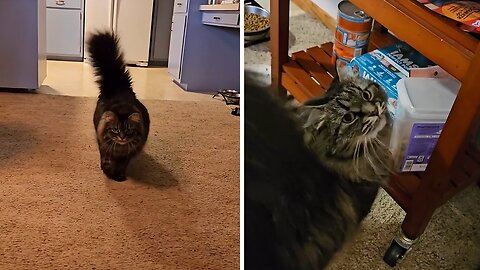 Kitten gets adorably noisy when she wants treats