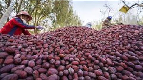 Awesome Fruit Harvest - Jujube,plum,cherry, watermelon Harvesting Machine in action