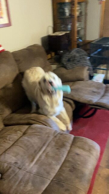 But he loves his new toy!