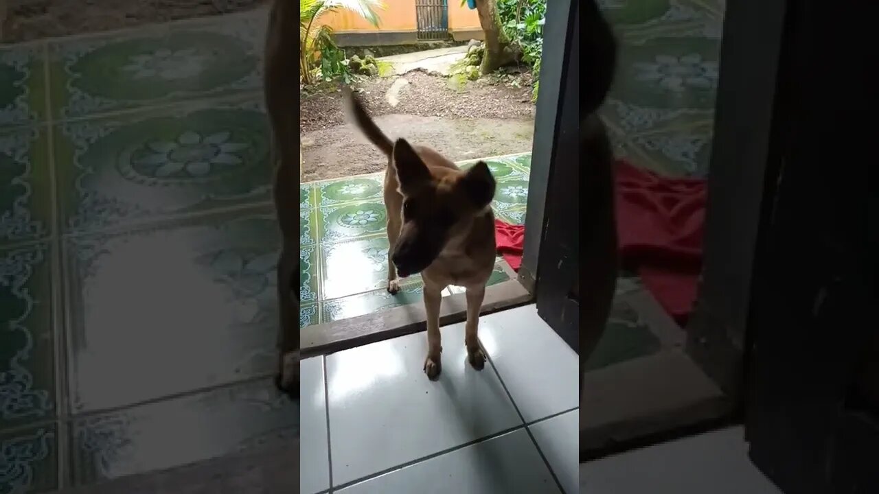 Dog Ngajedog